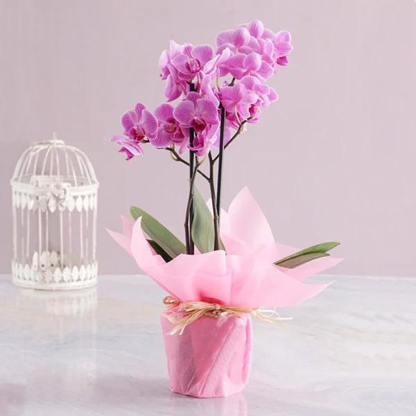 Royal Purple Orchids Arrangement